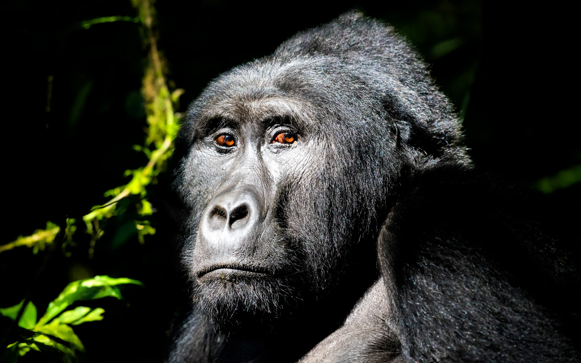 3 Tage Gorilla-Trekking in Ruanda