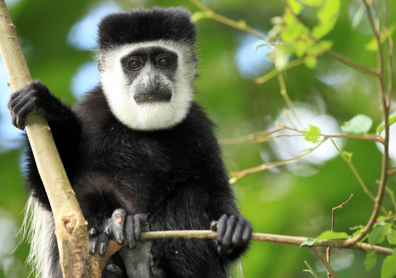 Colobus-Affen-Trekking