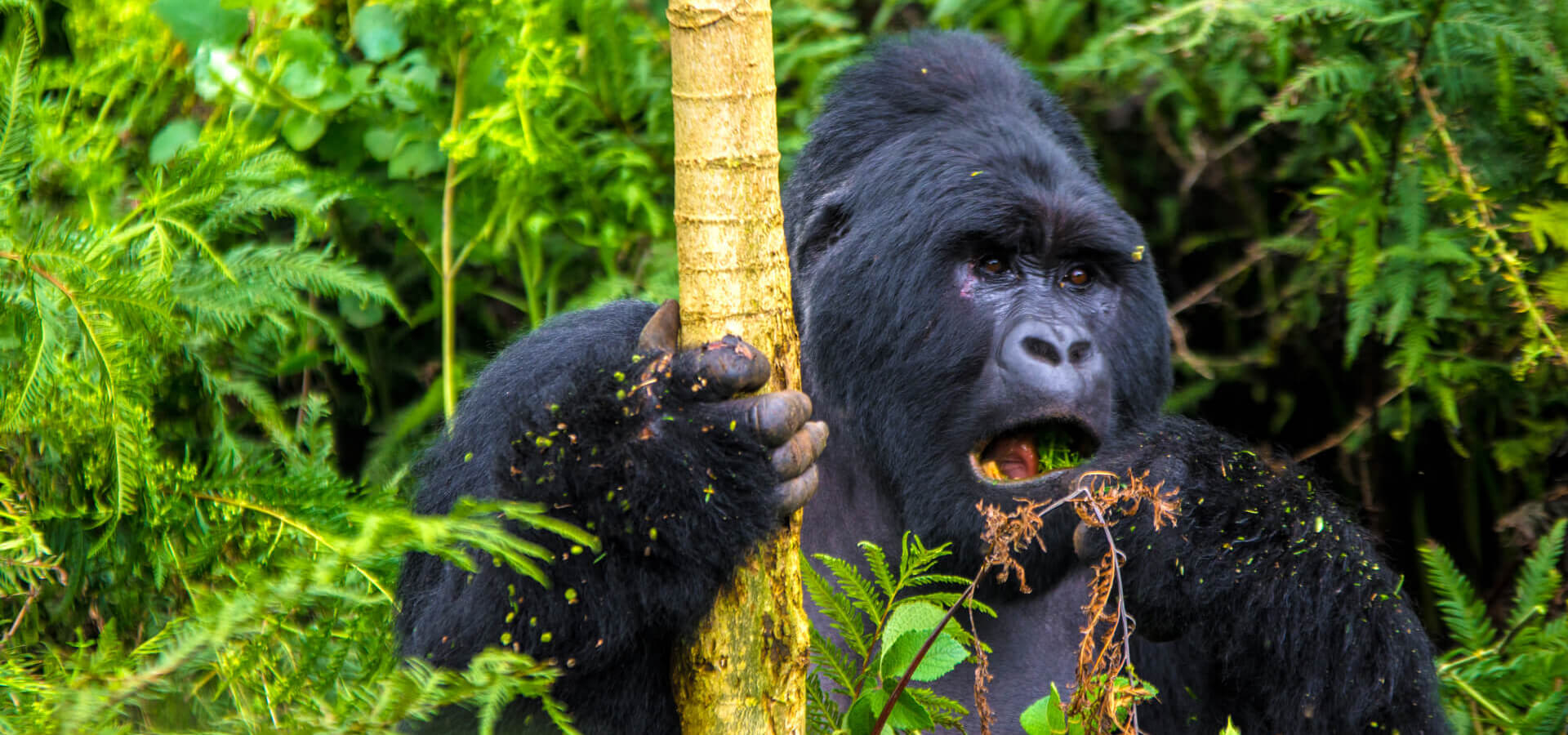 Volcanoes-Nationalpark