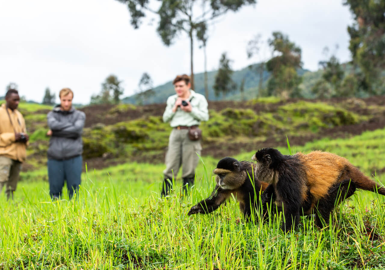 Verfolgung des Goldaffen